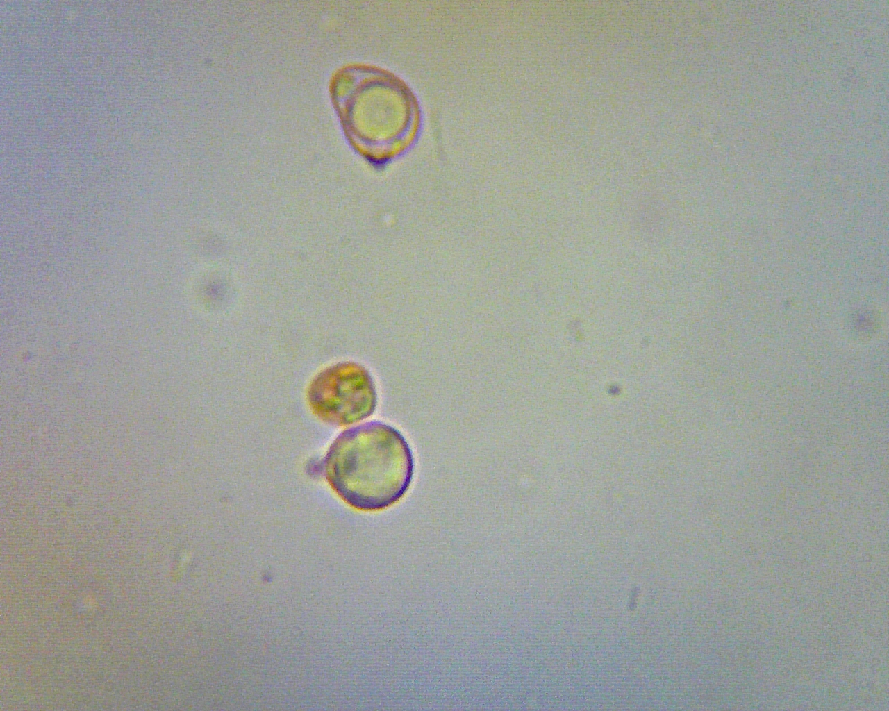 Clavulinopsis unknown spores