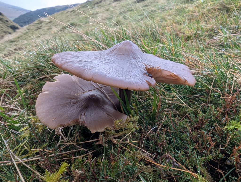 Entoloma argillaceum