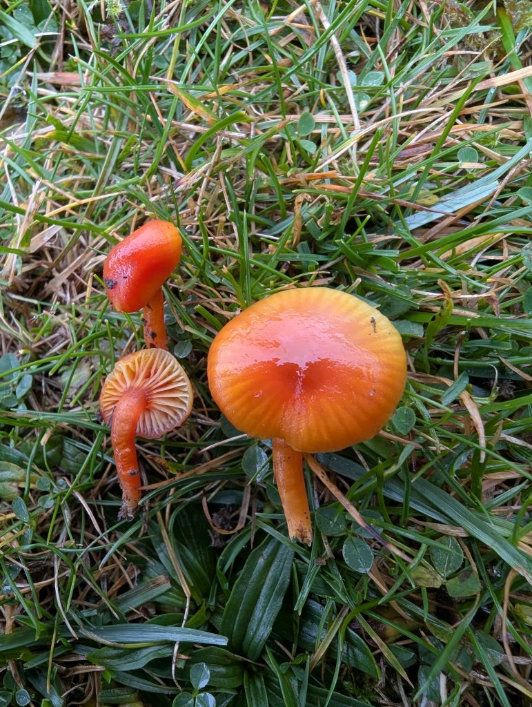Hygrocybe cf aurantiocitrina