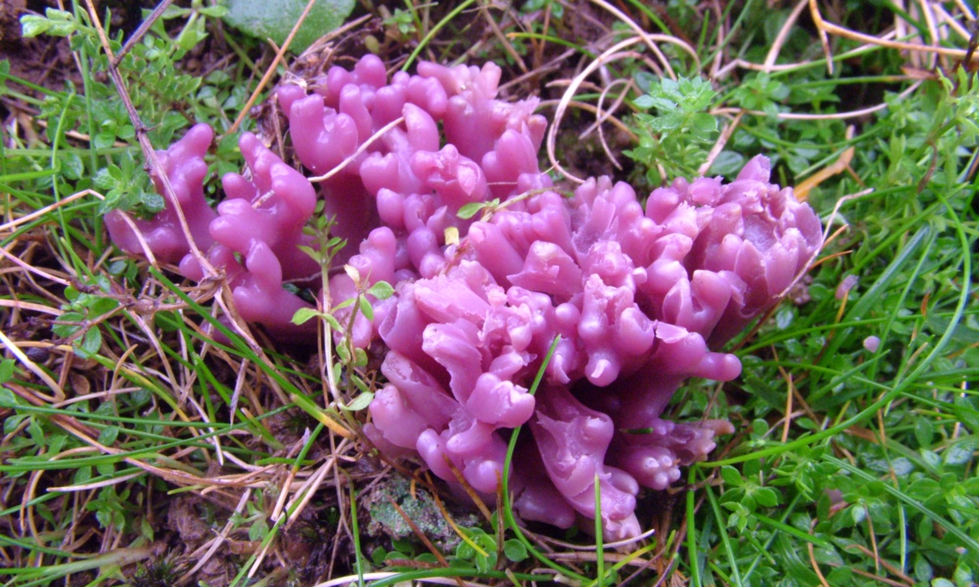 Northern Ireland Fungus Group