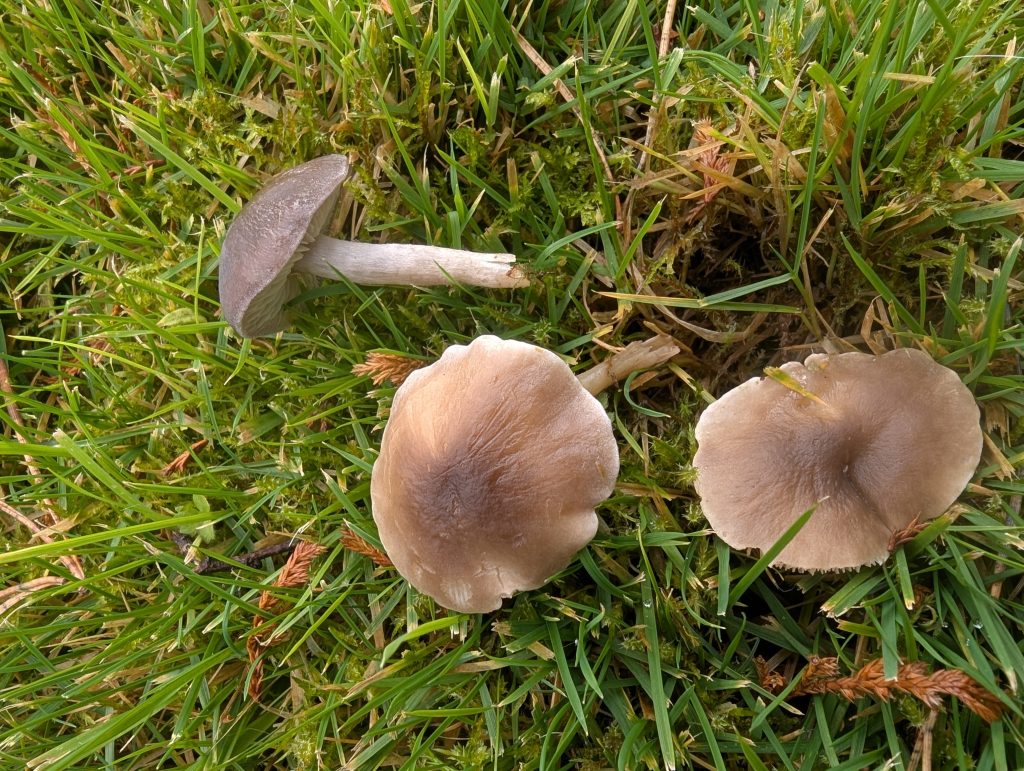 Dermoloma cuneifolium