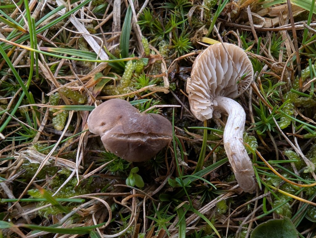 Dermoloma cuneifolium