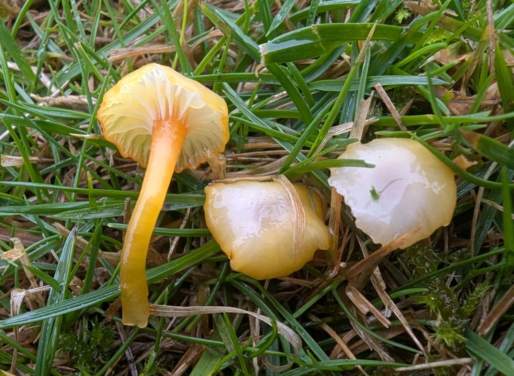 Hygrocybe garajonayenis