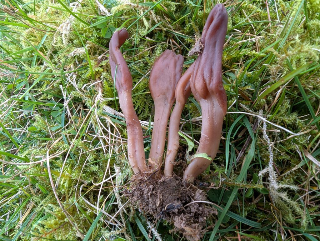 Microglossum 'brown clade'