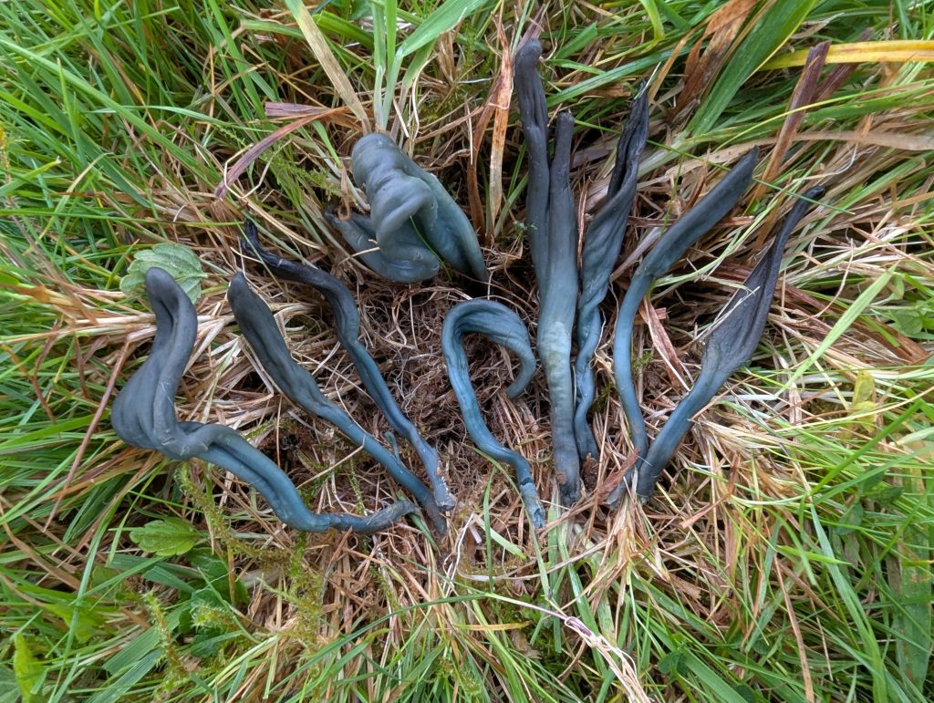 Microglossum pratense