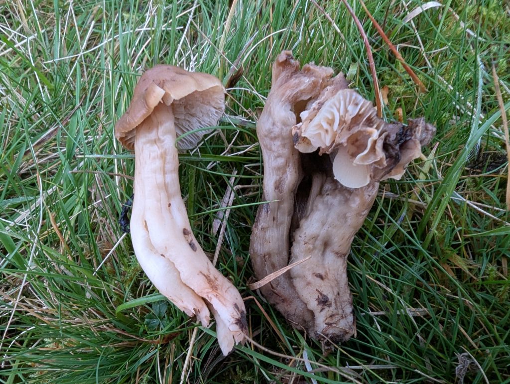 Neohygrocybe ingrata
