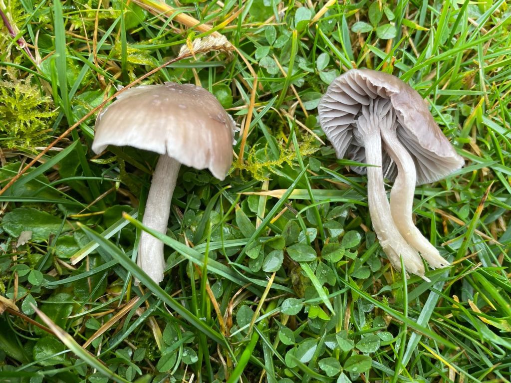 Cuphophyllus radiatus