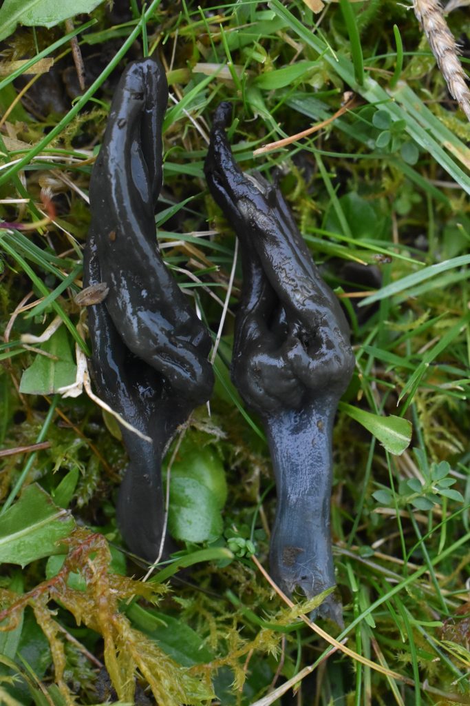 Microglossum truncatum