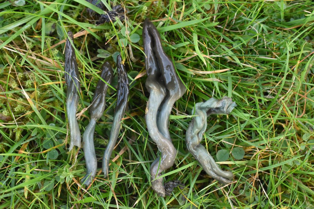 Microglossum truncatum