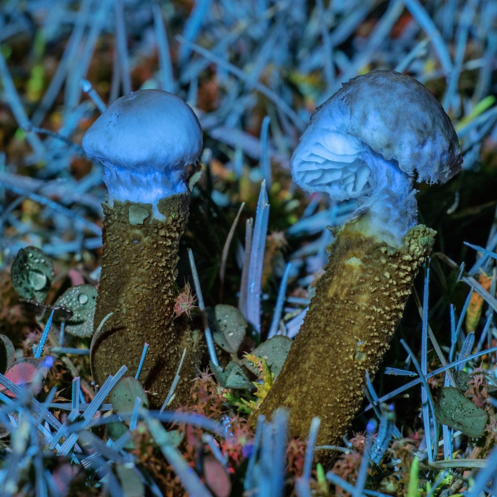 Dissoderma paradoxum