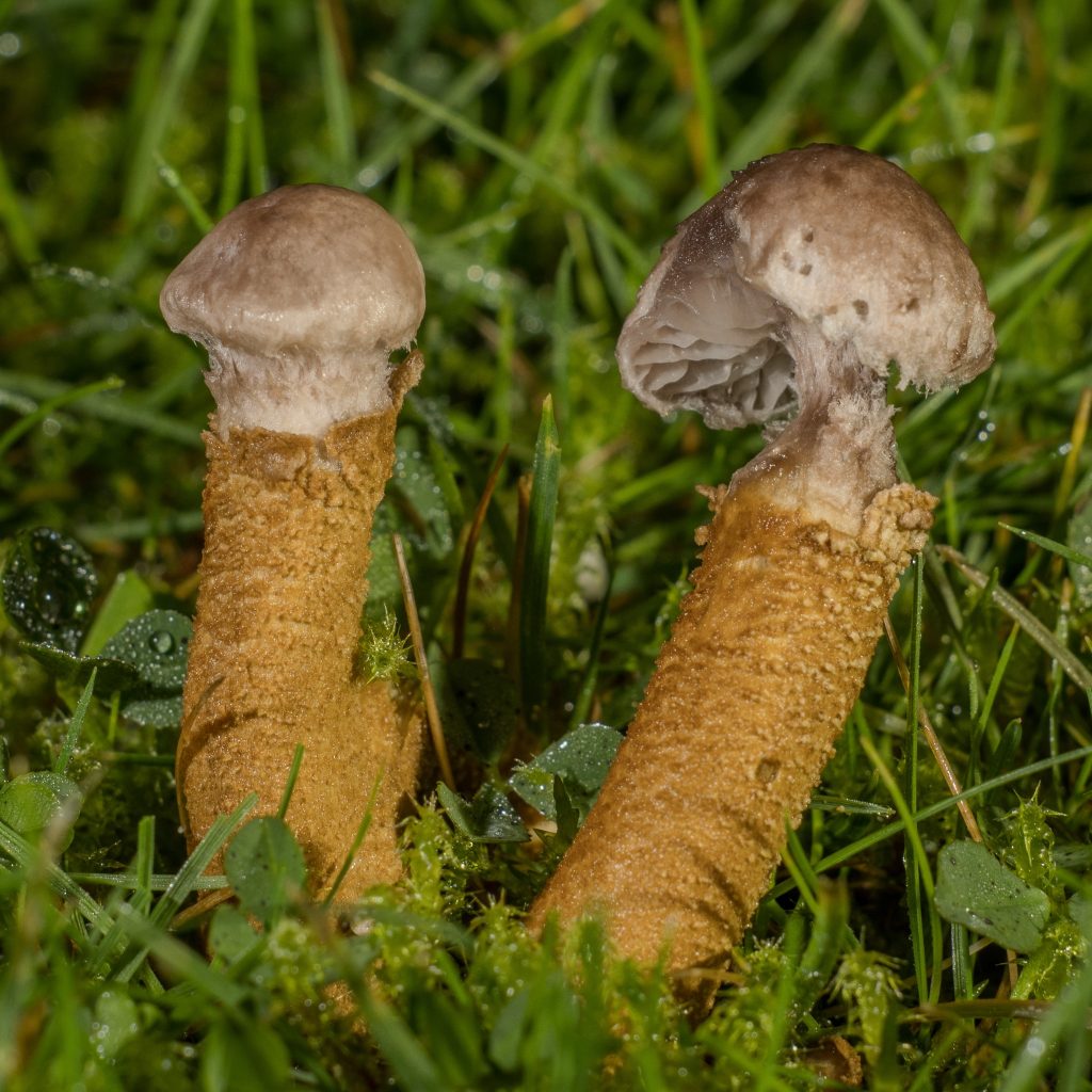 Dissoderma paradoxum