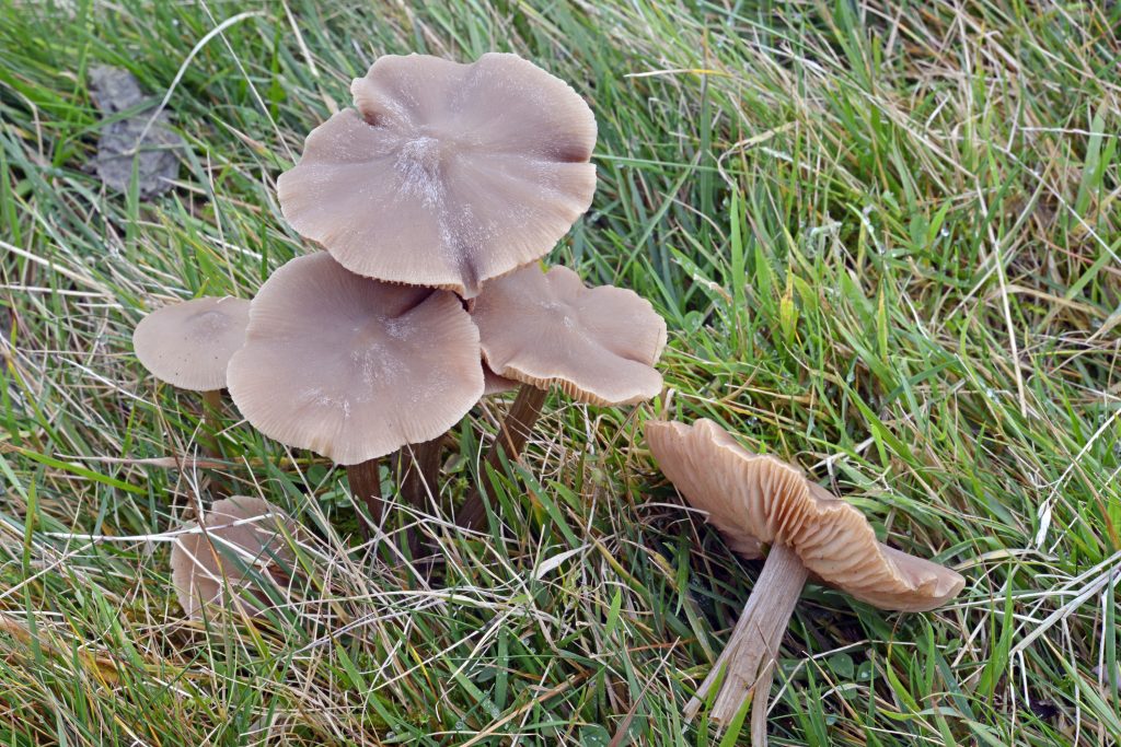 Entoloma argillaceum