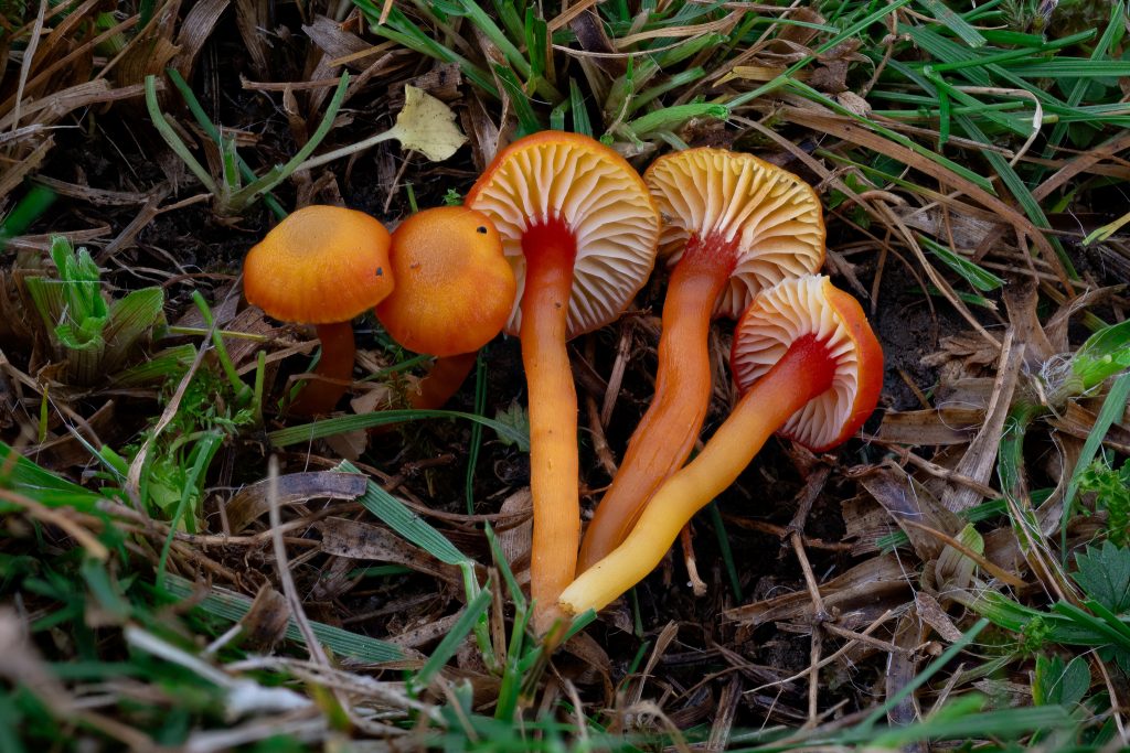 Hygrocybe garajonayenis