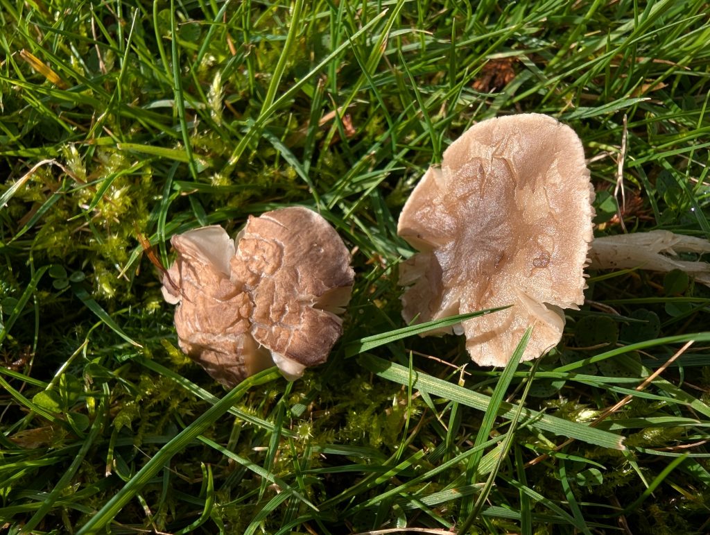 Dermoloma cuneifolium