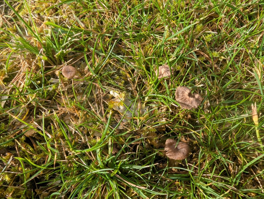 Arrhenia cupulatoides