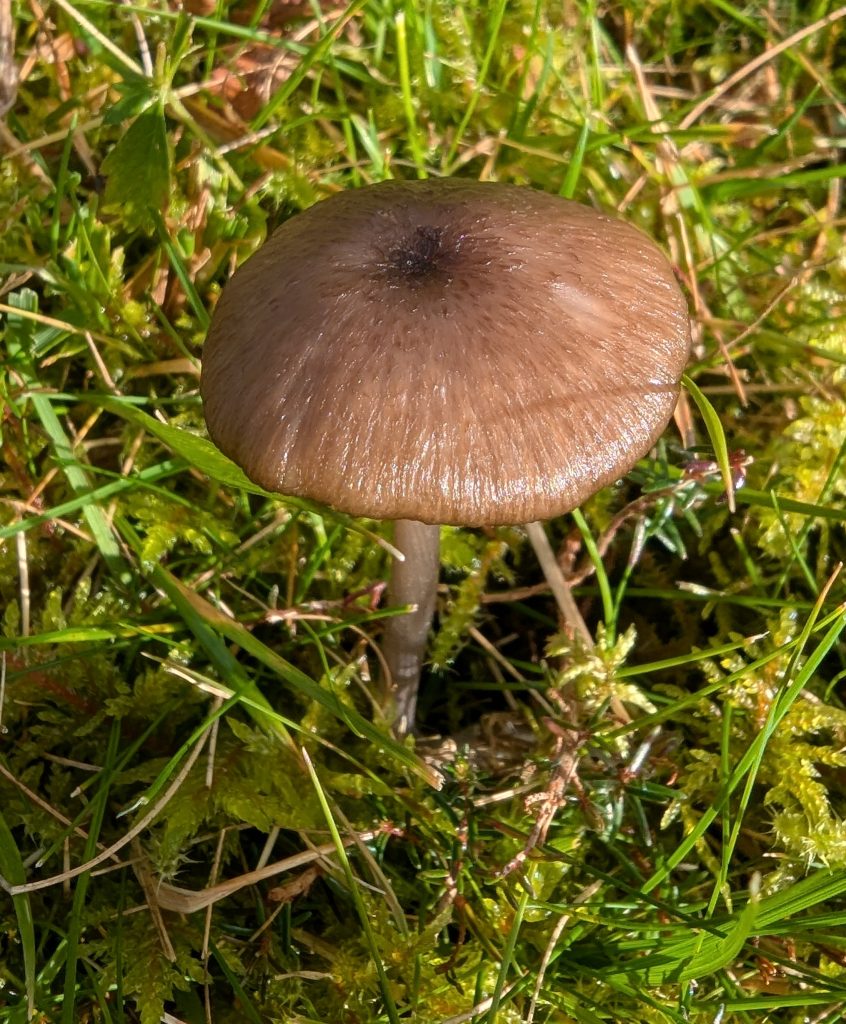 Entoloma viiduense