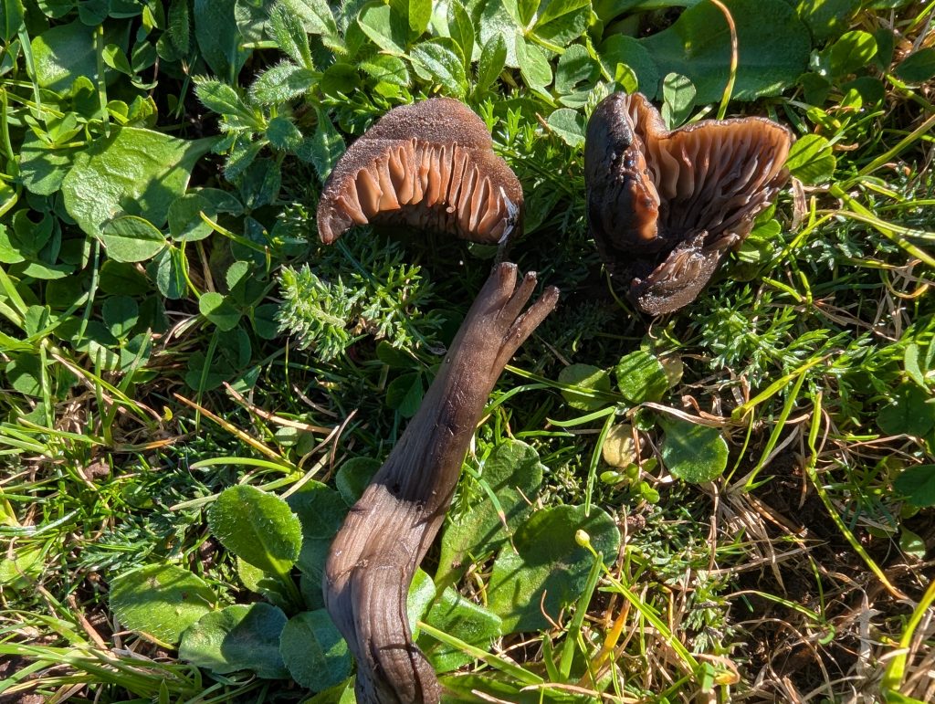 Neohygrocybe ovina
