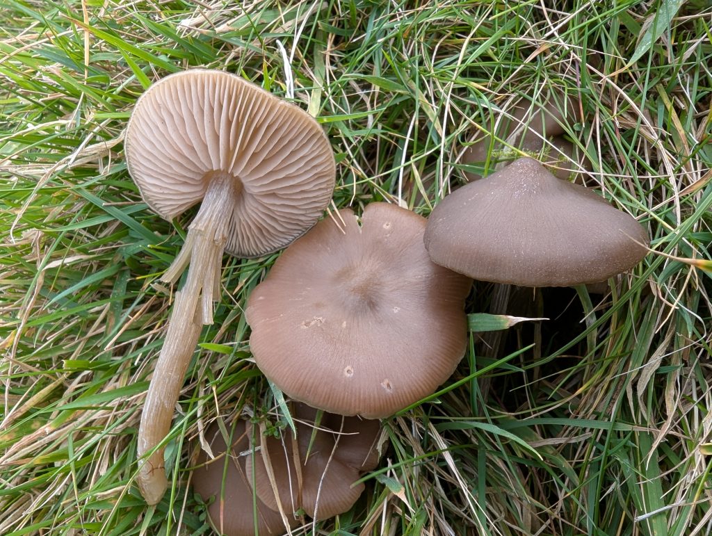 Entoloma argillaceum
