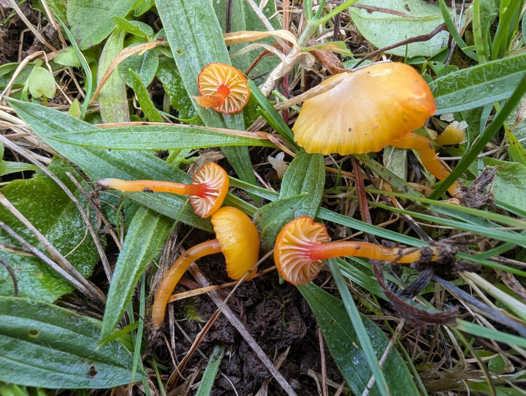 Hygrocybe garajonayenis