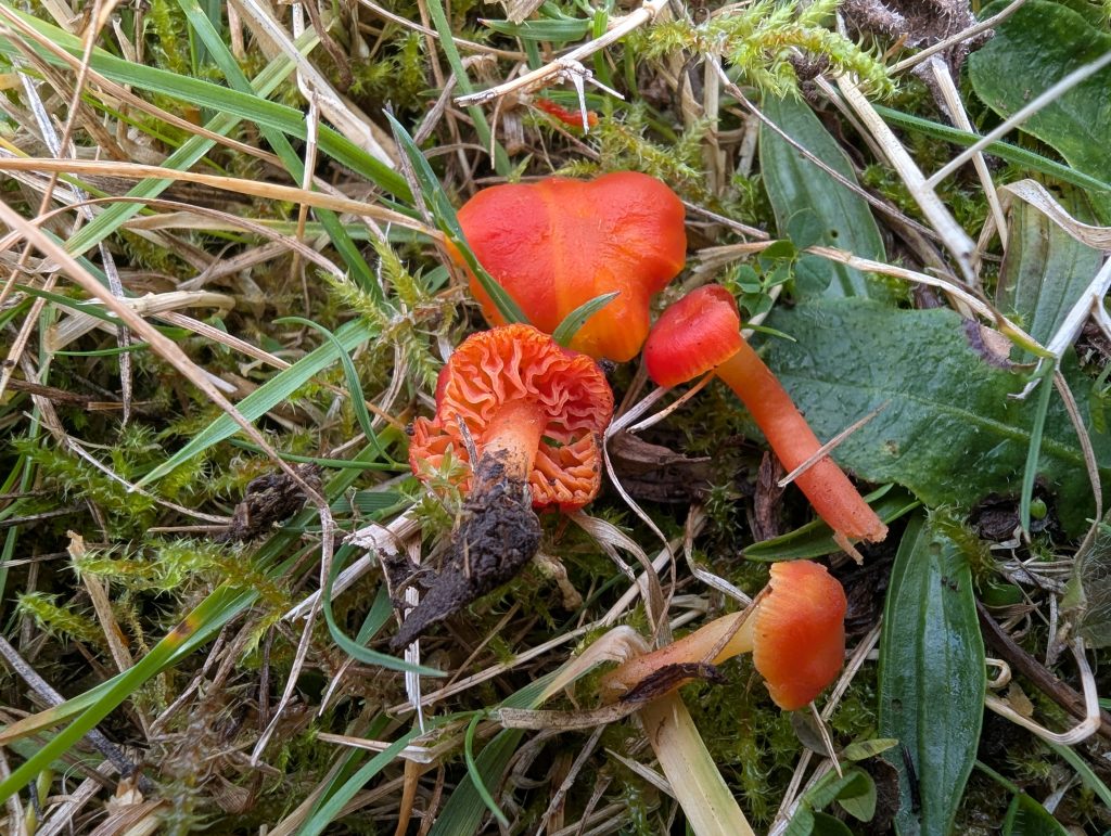 Hygrocybe phaeococcinea