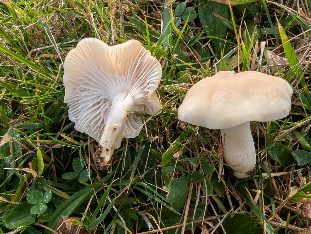 Cuphophyllus aff. virgineus