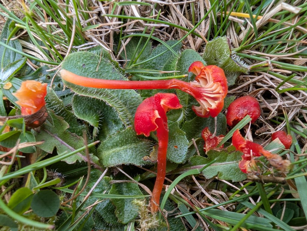 Hygrocybe coccineocrenata