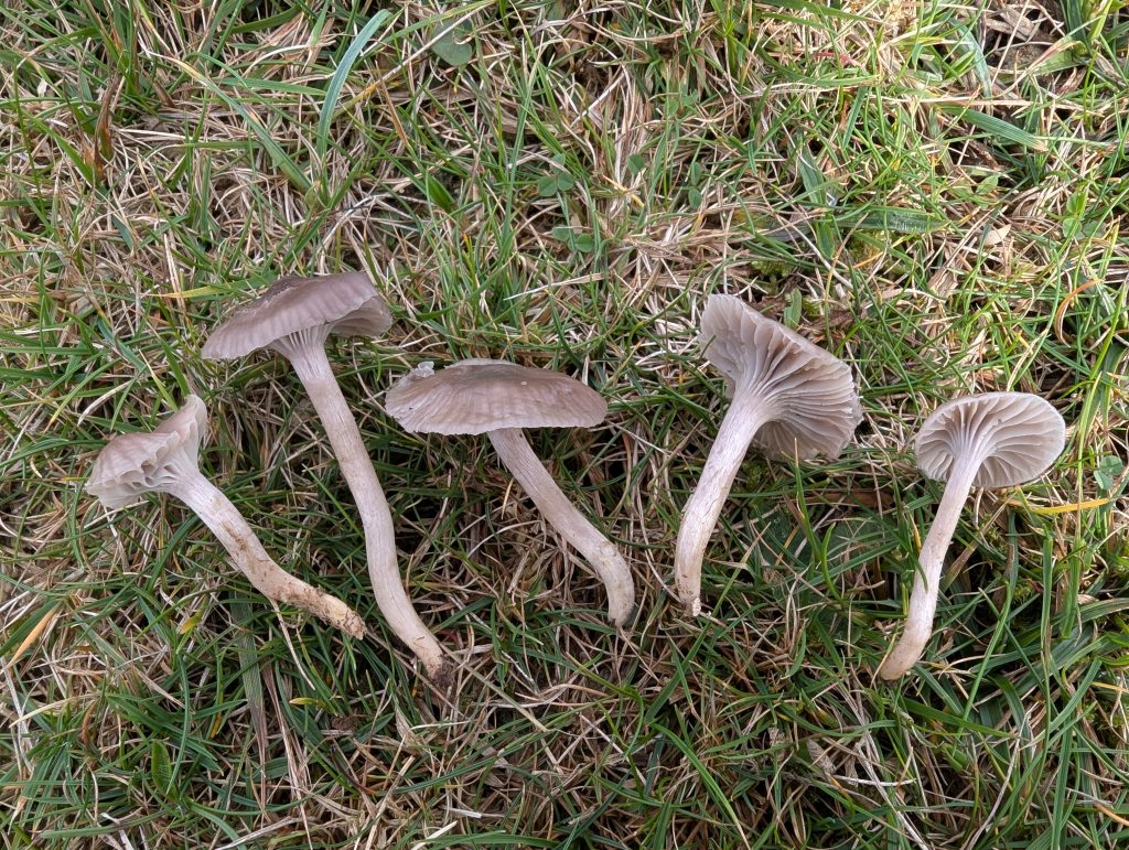 Cuphophyllus radiatus