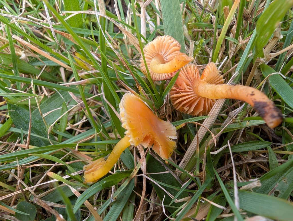 Hygrocybe phaeococcinea