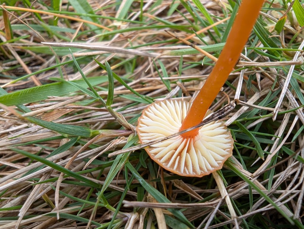 Hygrocybe aff. constrictospora