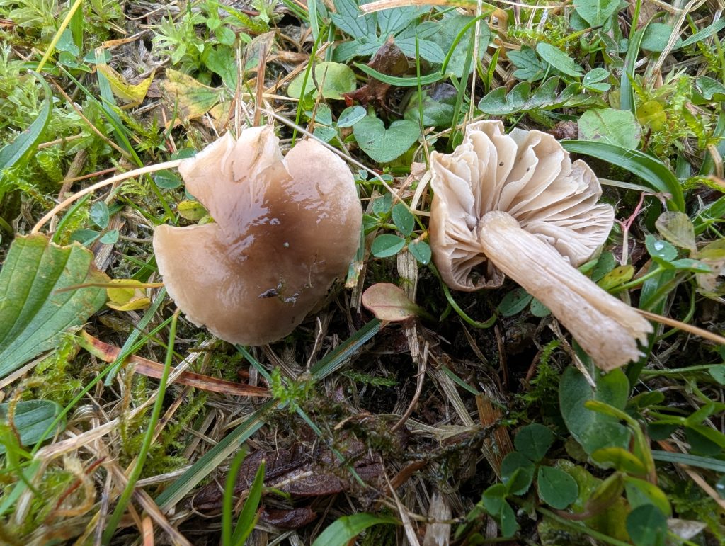 Dermoloma cuneifolium