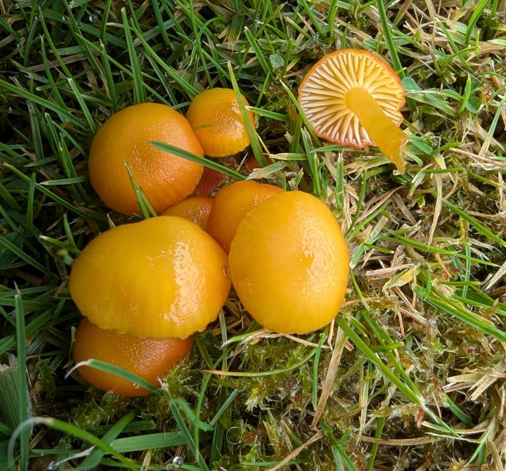 Hygrocybe cf. insipida