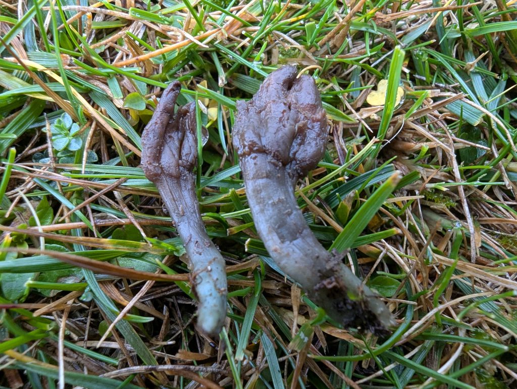 Microglossum nudipes aff