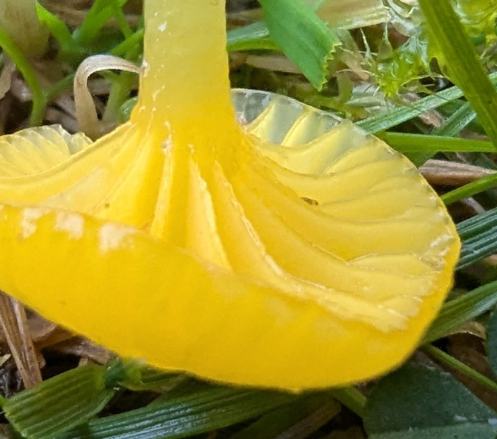 Gloioxanthomyces vitellinus