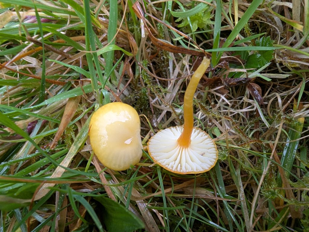 Hygrocybe cf. parvula