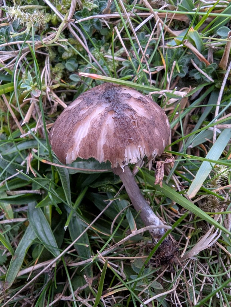 Entoloma coracis