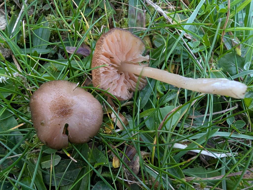 Entoloma cf. mediterraneense