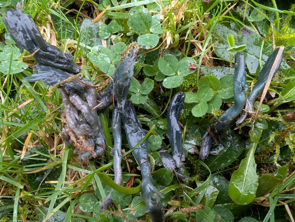 Microglossum pratense