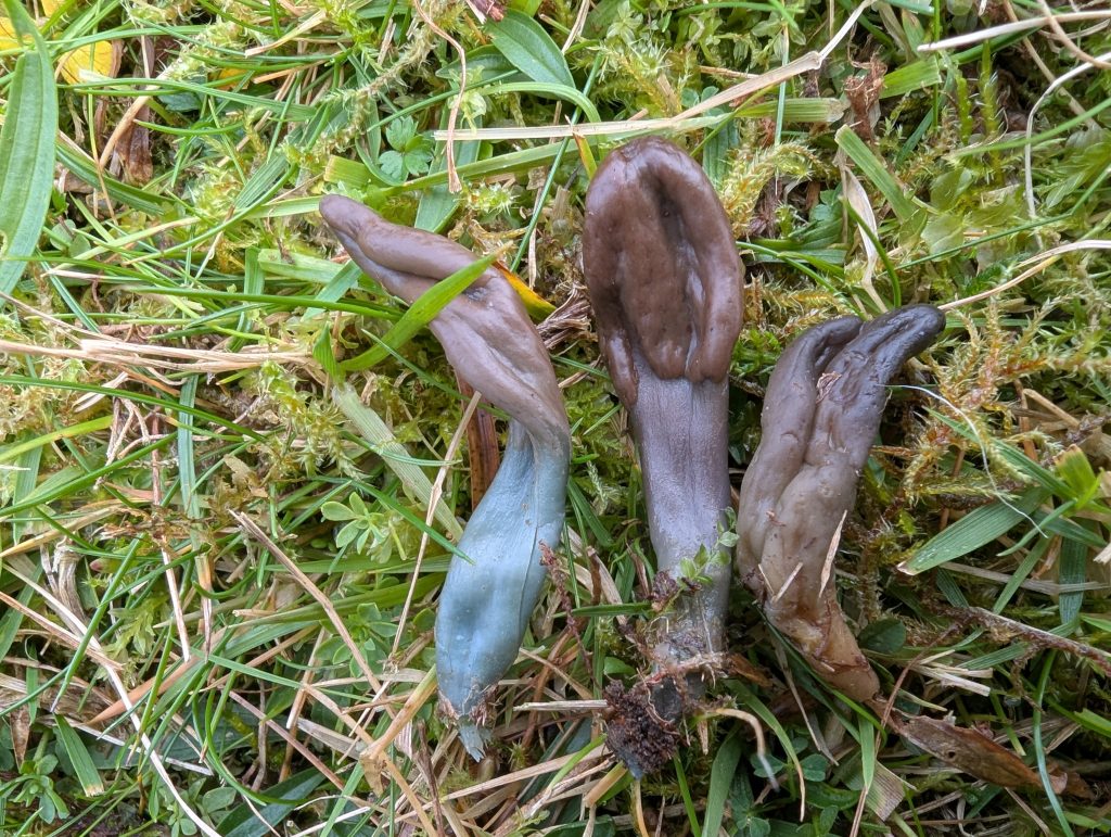 Microglossum nudipes aff
