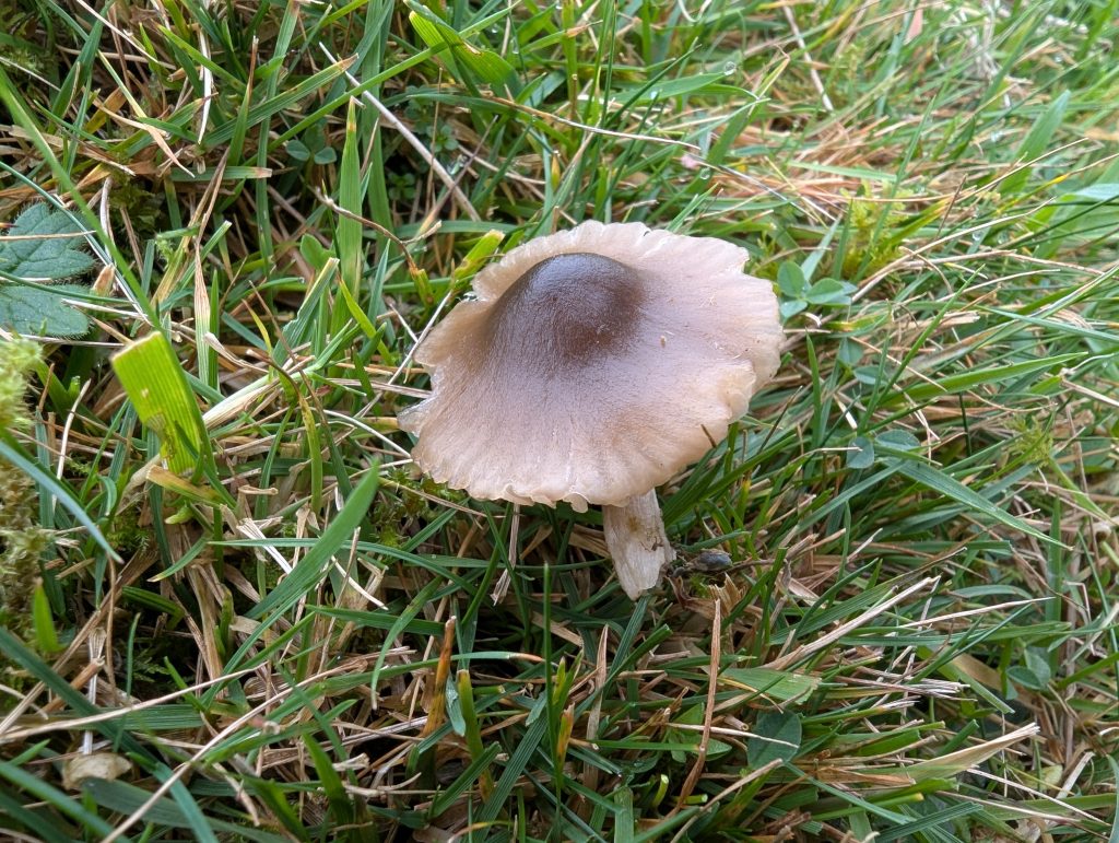 Entoloma turbidum