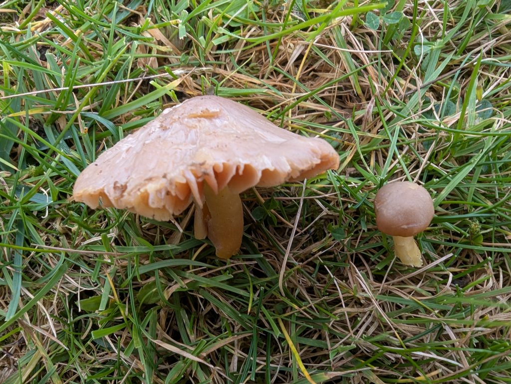 Hygrocybe aff. quieta