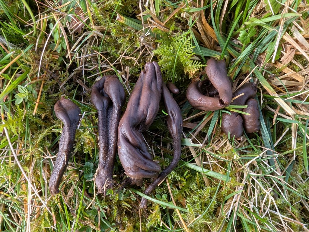 Microglossum atropurpureum