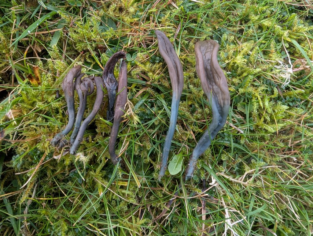 Microglossum nudipes aff