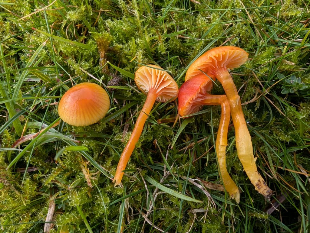 Hygrocybe cf. aurantiocitrina