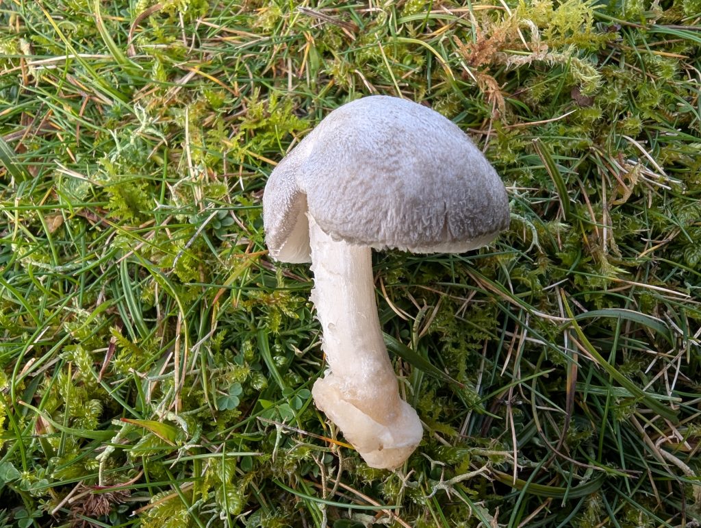 Volvariella similis