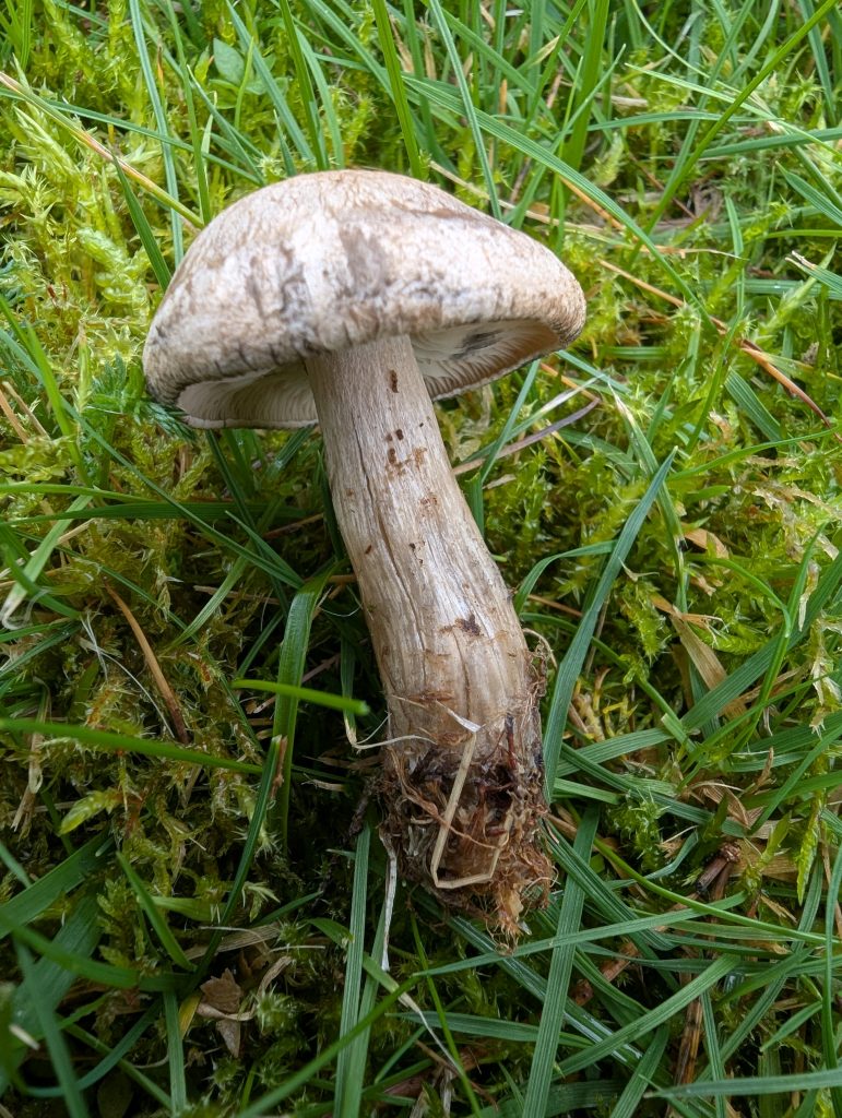 Calocybe gangraenosa