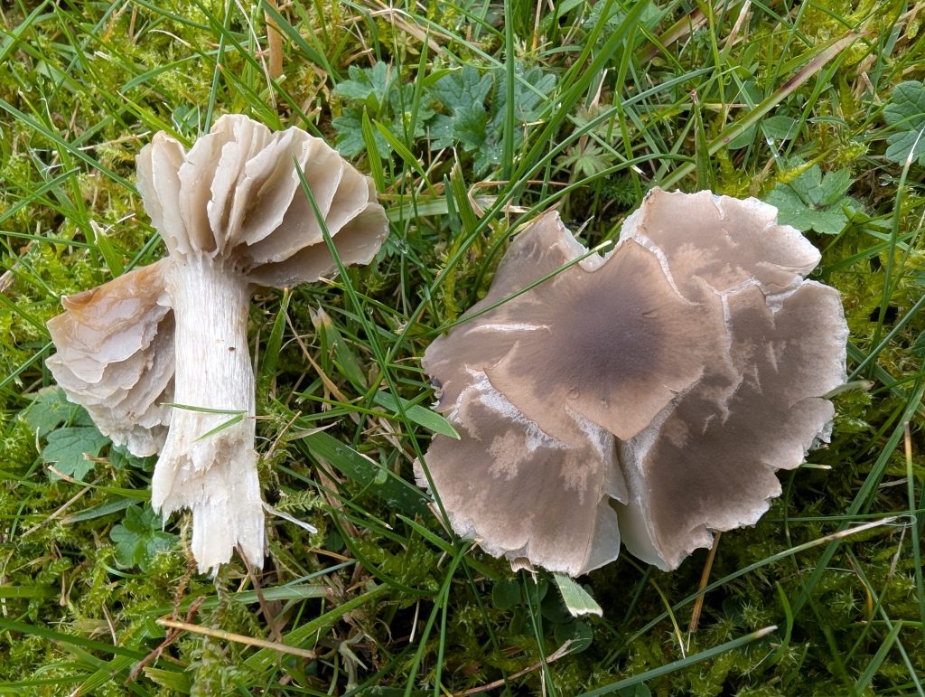 Cuphophyllus aff. fornicatus