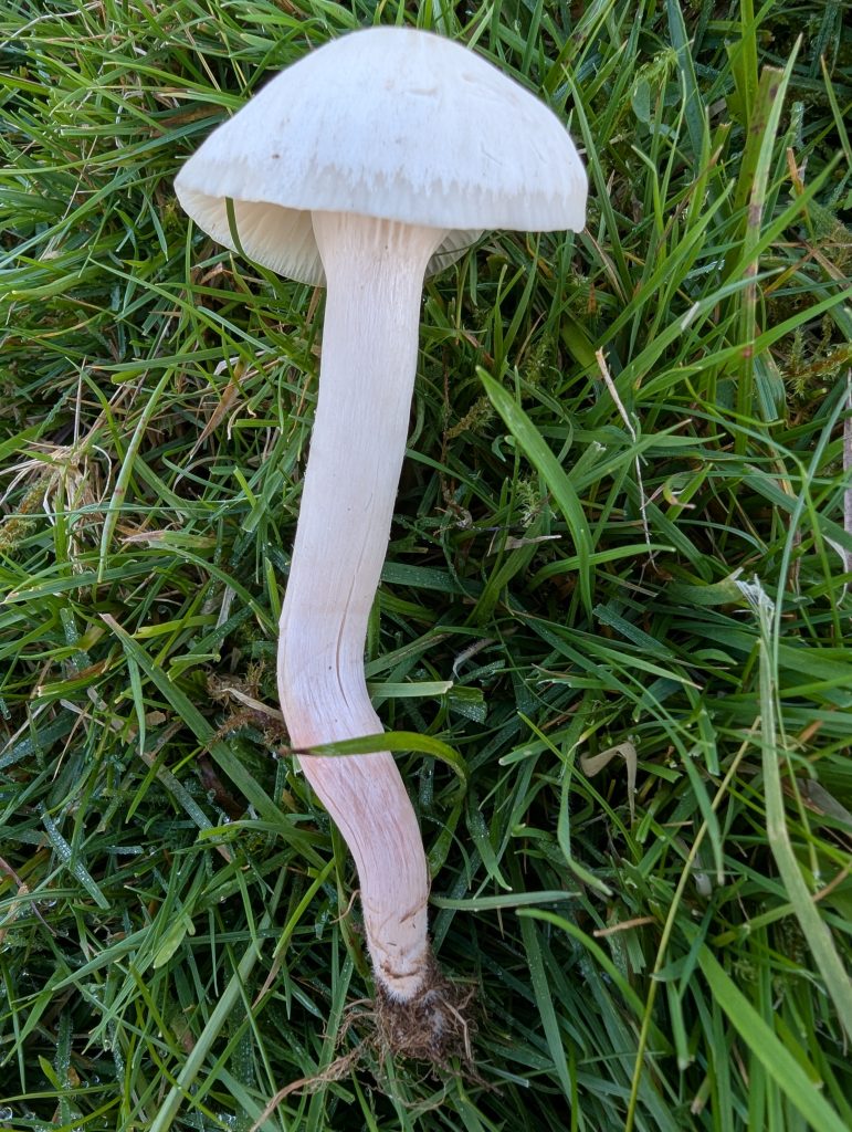 Cuphophyllus aff. virgineus