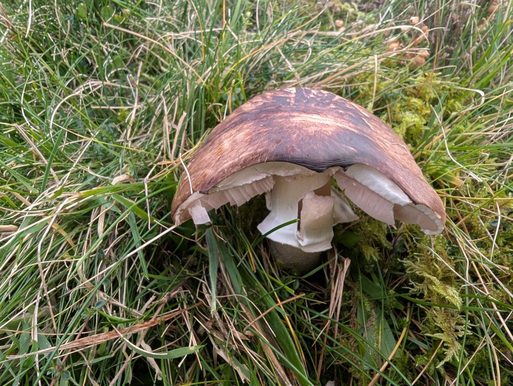 Agaricus cf. vinosobrunneus