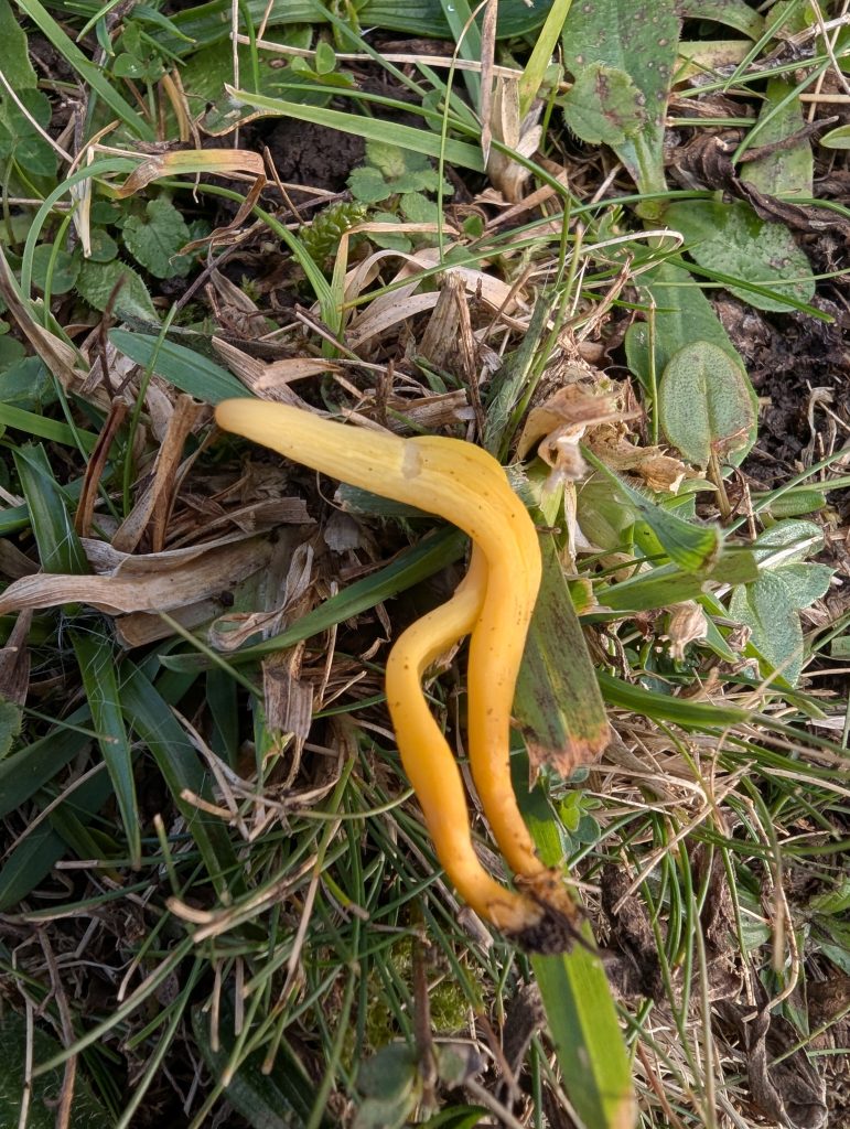 Clavulinopsis unknown