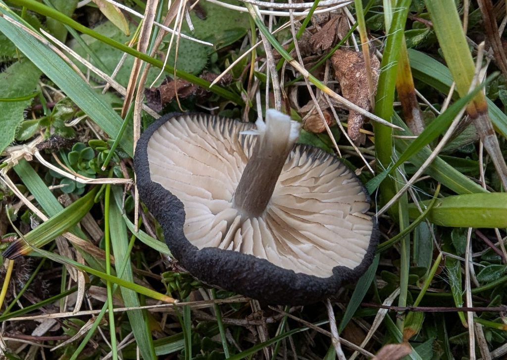 Entoloma coracis